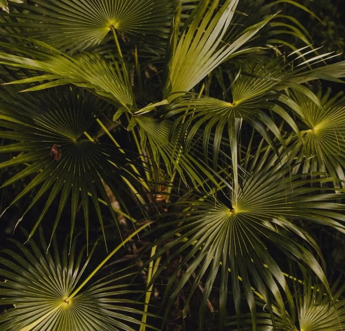 Nomad Humans Coliving Apartments Tulum Mexico
